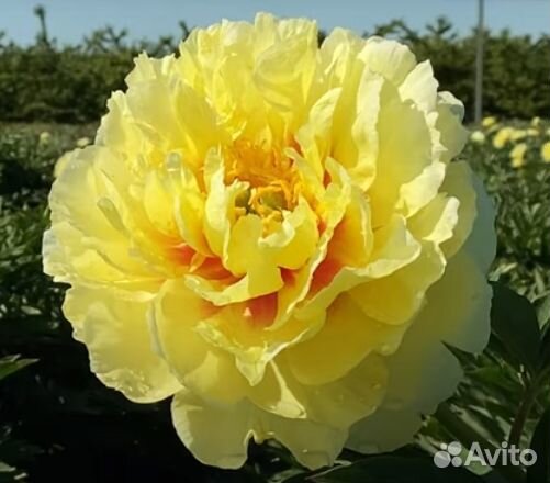 Корни пиона