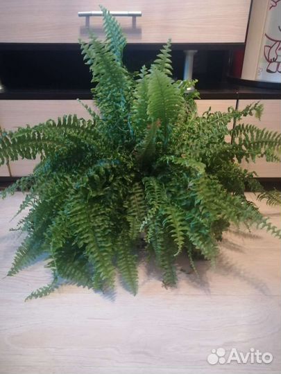 Папоротник