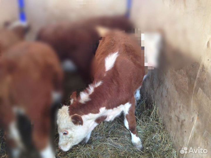 Тёлка 8 месяцев