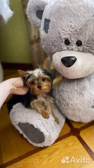 Мини мальчик йорка, РКФ док