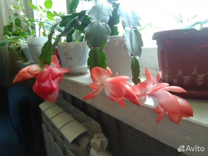 Декабрист шлюмбергера сортовые