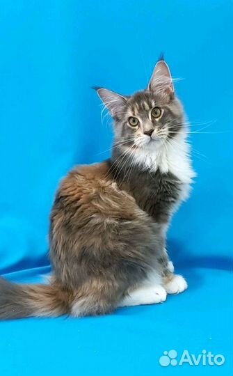 Котята мейн-кун с документами