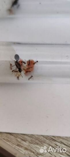 Муравьи tetramorium caespitum и camponotus vagus