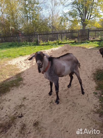 Козел на вязку