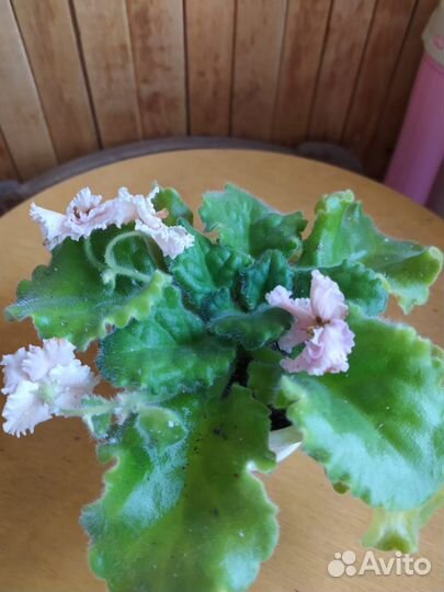 Фиалка сортовые