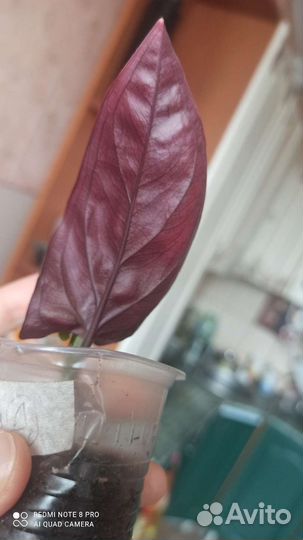 Сингониумы