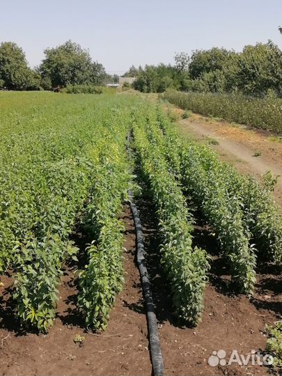 Подвой антипка