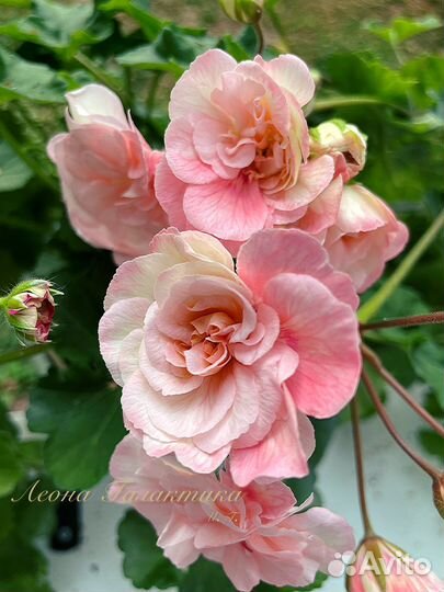 Пеларгония Леона Галактика