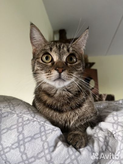 Эльфи в поиске дома