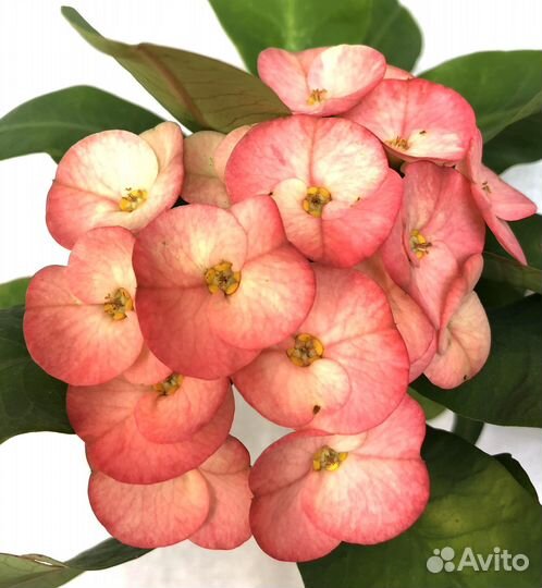 Эуфорбия, молочай Милли