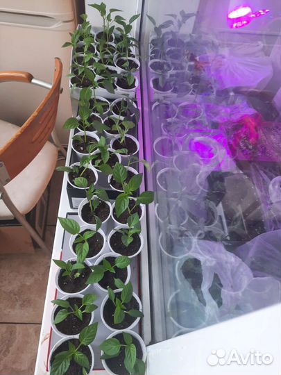 Рассада перцев,томатов,баклажанов, цветов,семена