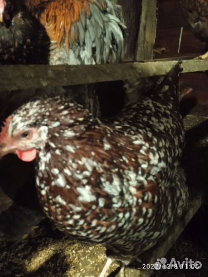 Инкубационное яйцо кур помесных