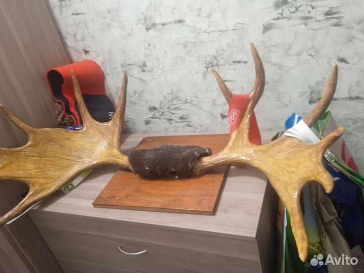 Продам рога лося