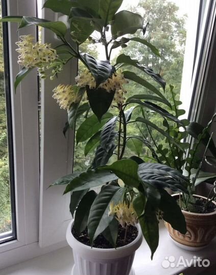 Табернемонтана, хойя мультифлора, хатиора, руттия