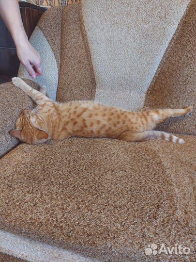 Кот в самом расцвете сил ищет дом