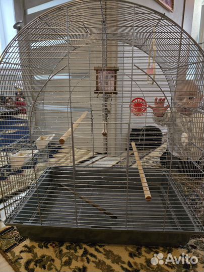 Продаются 2 клетки