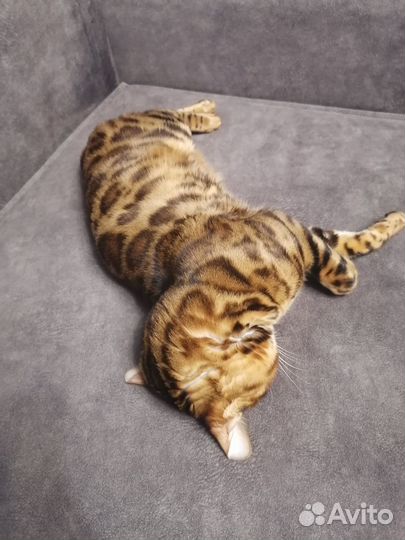 Бенгальский кот