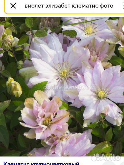 Клематис