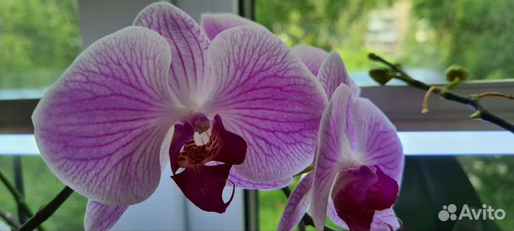 Орхидея фаленопсис