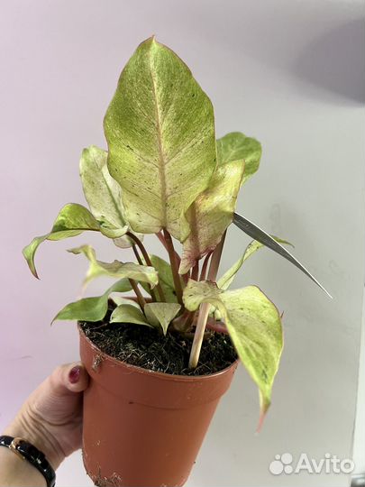 Филодендрон Snowdrift 12/25