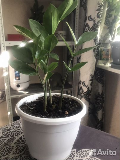 Продам цветы комнатные