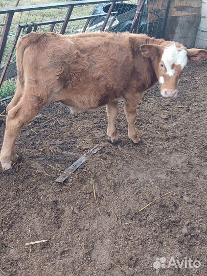 Телята, бычки,телочки