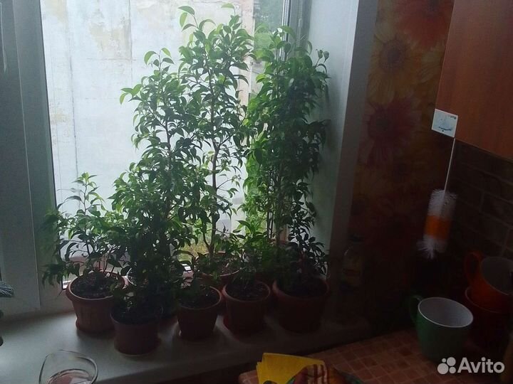 Бенджамина