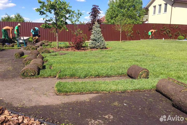 Озеленение (рулонный газон), газон под ключ