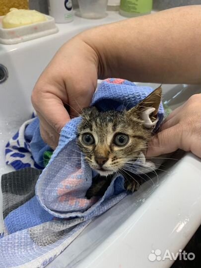 Тигренок-котенок в добрые руки