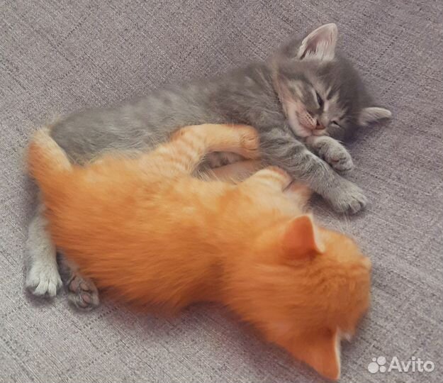 Отдам в добрые руки милых котиков