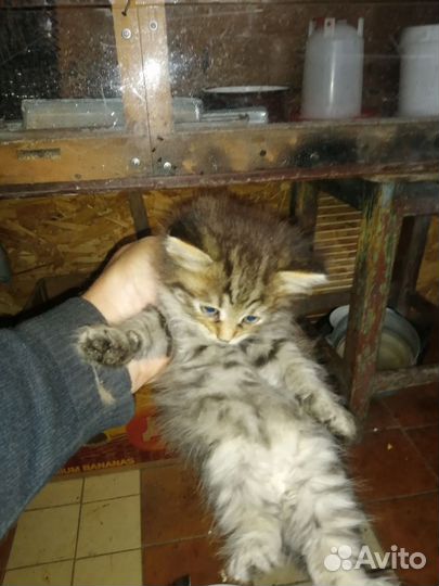Котята в добрые руки бесплатно