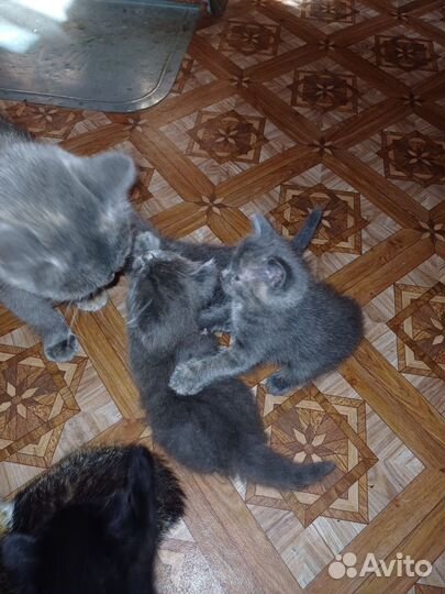 Котята