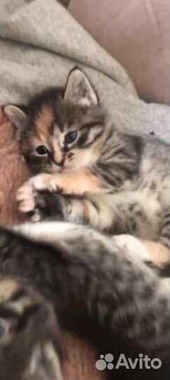 Котенок трехцветка