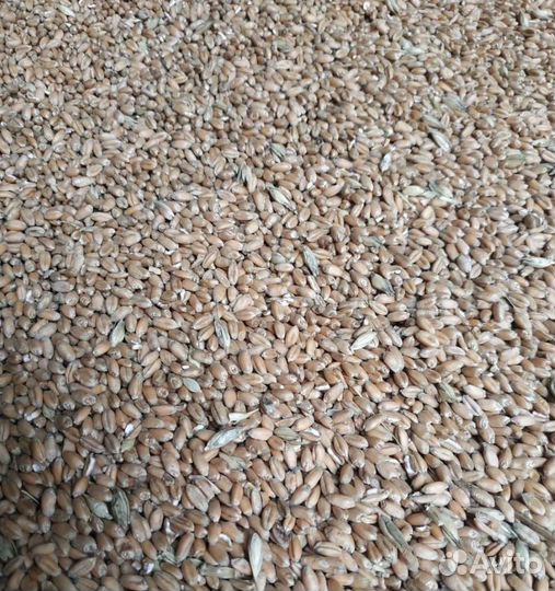 Фасоль, Фуражная пшеница на корм/посев