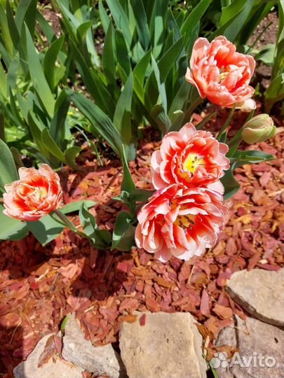 Кора (мульча) сибирской лиственницы