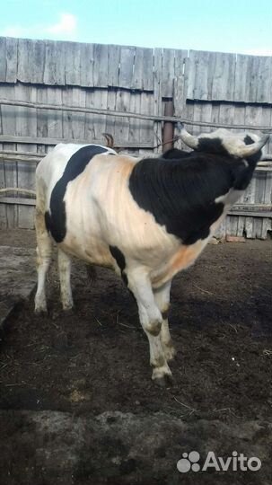 Бык 1,5 года,упитанный