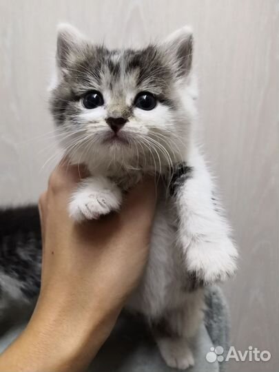 Кошка в дар бесплатно