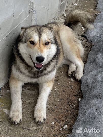 Собака хаски, характер компаньон - друг