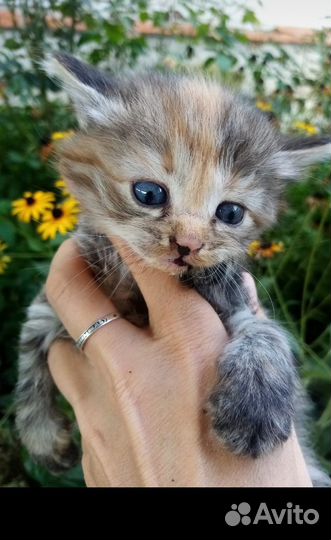Котята породистые
