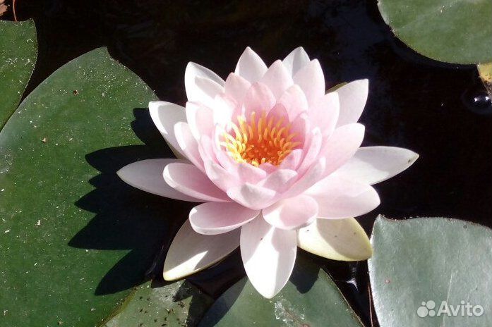 Кувшинка (Нимфея)