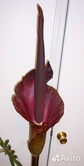 Аморфофаллус