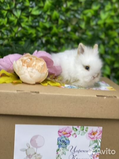 Кролики мини выбор