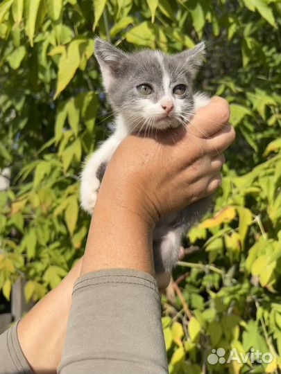 Кошки бесплатно