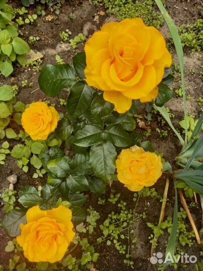 Розы и другие растения