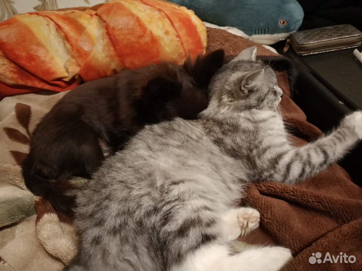 Шатланская кошка помесь