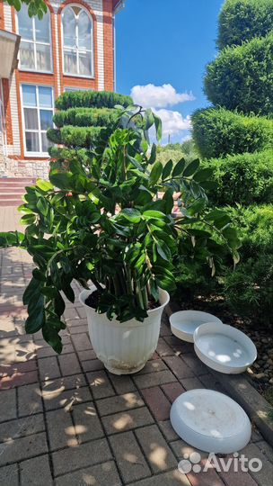 Замиокулькас