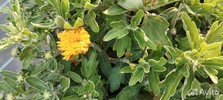 Хризантемы мультифлора