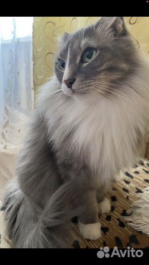 Котик в семью