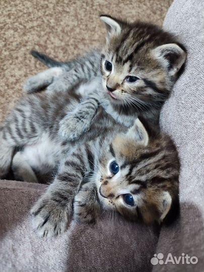 Кошки в добрые руки