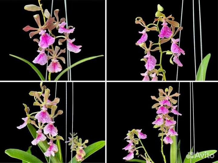 Орхидея- Encyclia Jairak Smiley